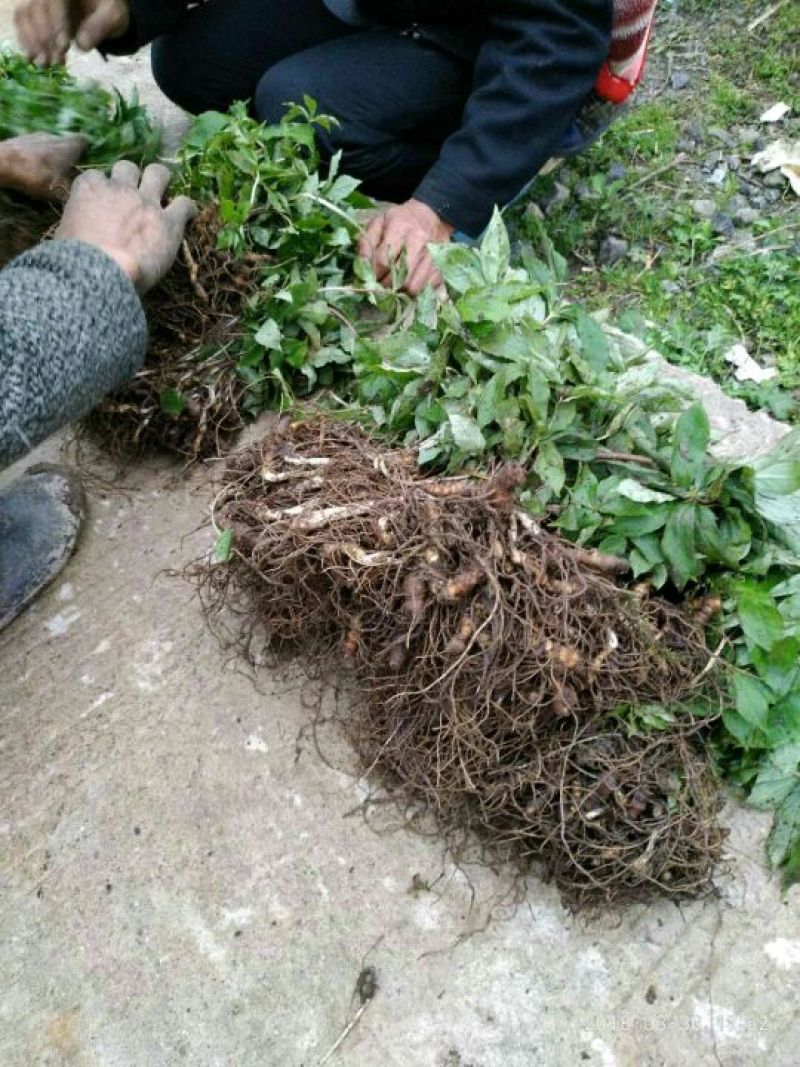 【重楼苗】四川中药材种植基地技术指导精品苗