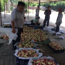 早露蟠桃2~3两