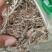 委陵菜天青地白