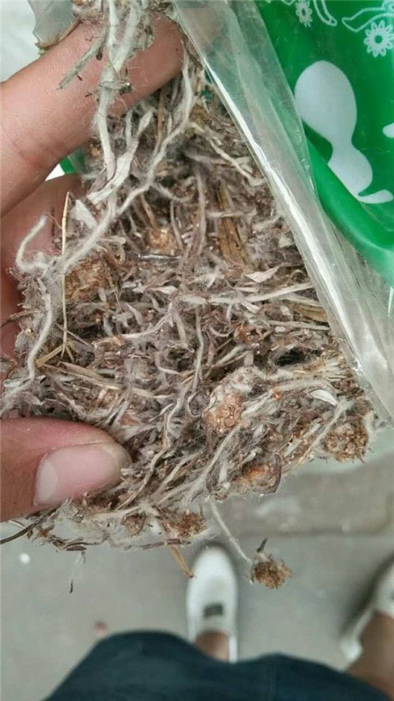 委陵菜天青地白