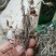 委陵菜天青地白