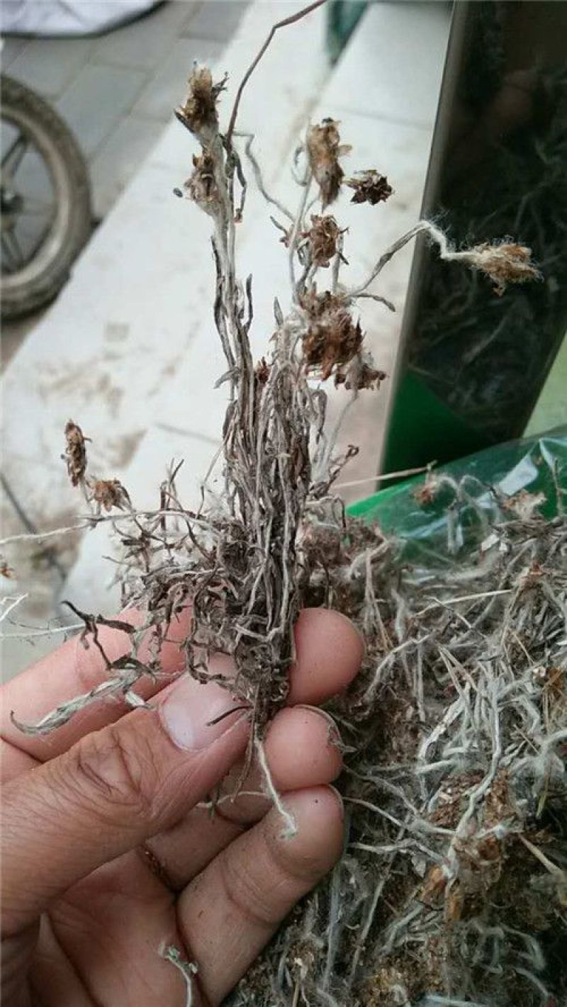 委陵菜天青地白