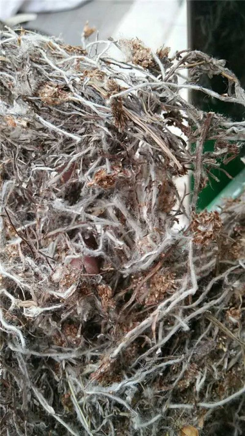 委陵菜天青地白