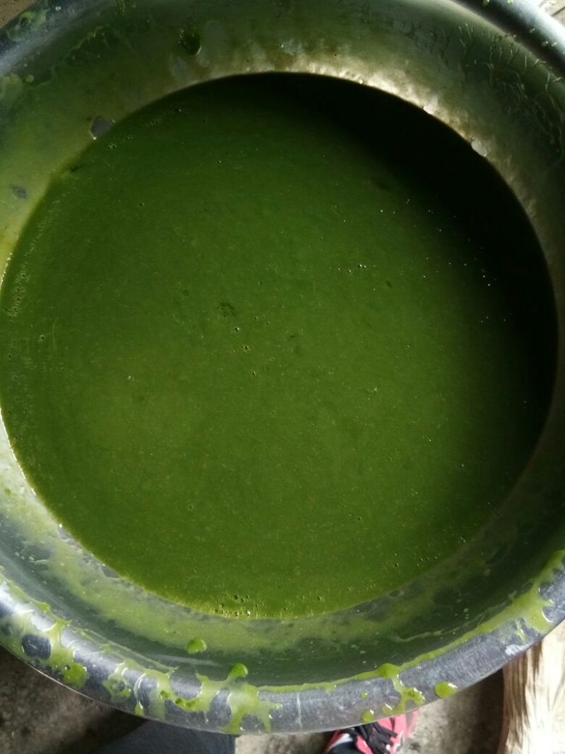 神仙豆腐树叶斑鸠叶豆腐柴