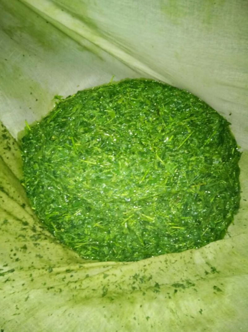 神仙豆腐树叶斑鸠叶豆腐柴