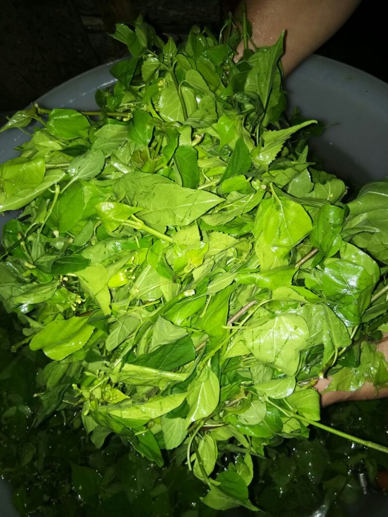 神仙豆腐树叶斑鸠叶豆腐柴