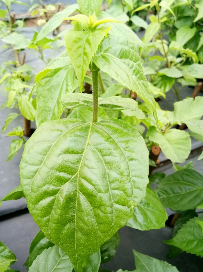 神仙豆腐树叶斑鸠叶豆腐柴