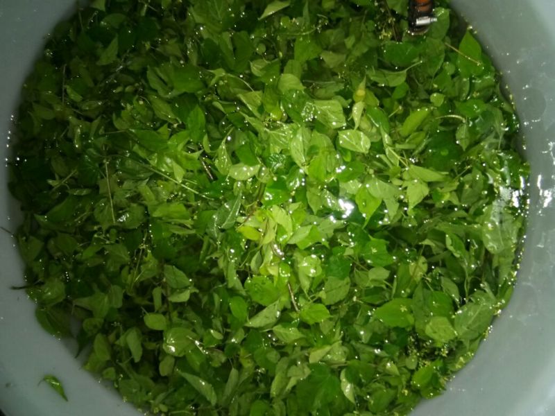 神仙豆腐树叶斑鸠叶豆腐柴
