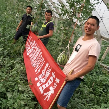 8424，西瓜新鲜，货品现采，现摘
