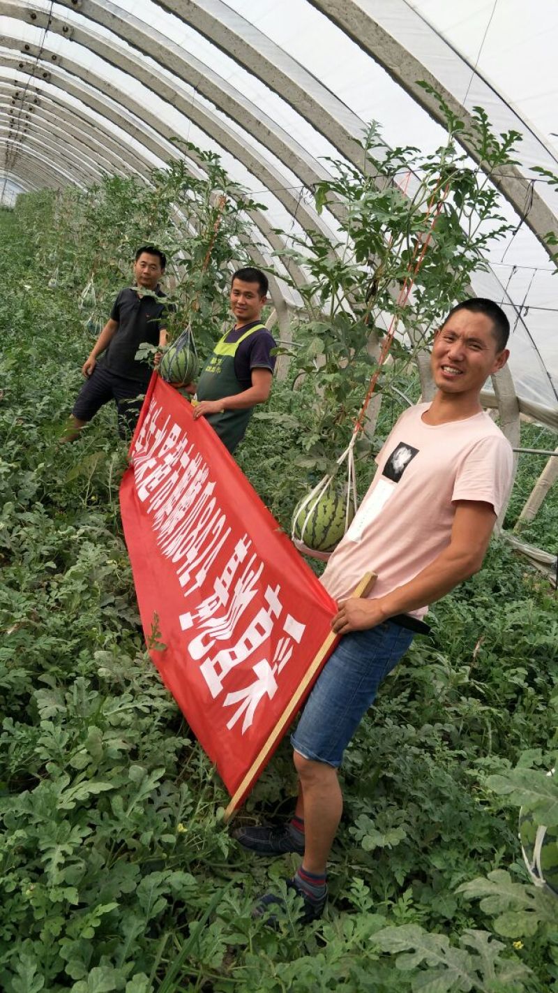8424，西瓜新鲜，货品现采，现摘