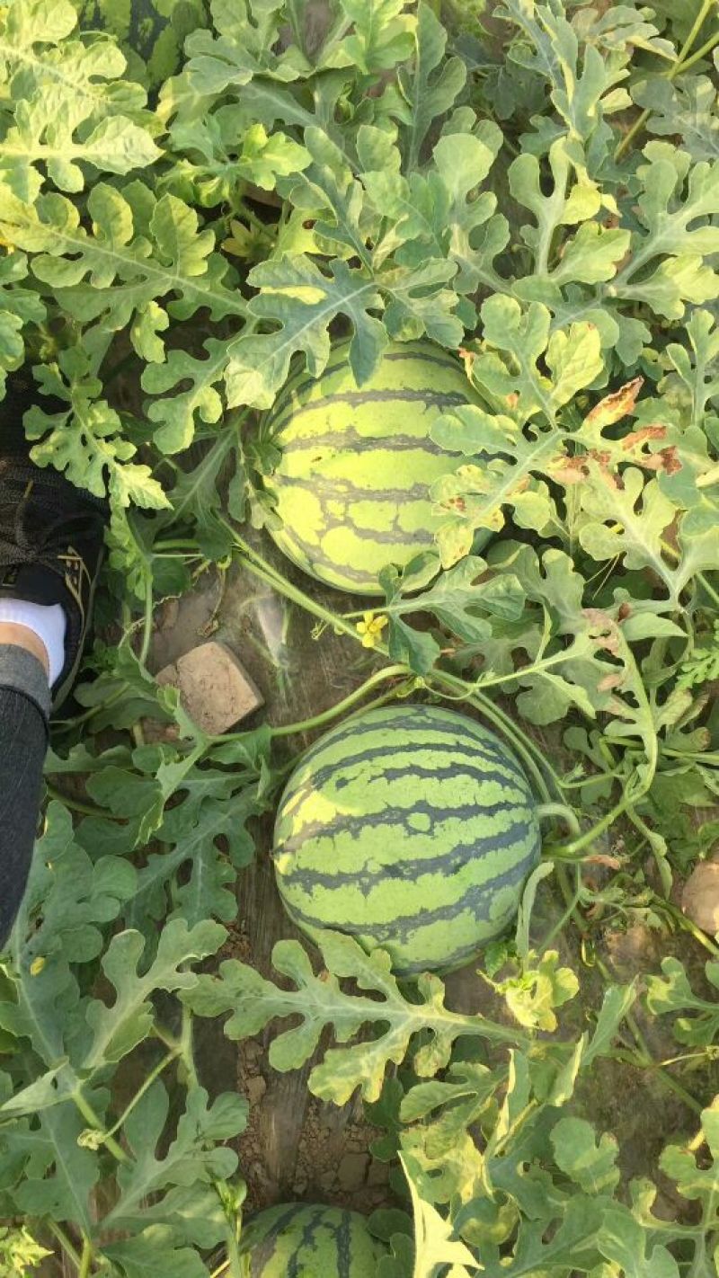 8424，西瓜新鲜，货品现采，现摘