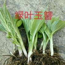 绿叶玉簪