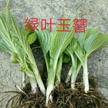 绿叶玉簪