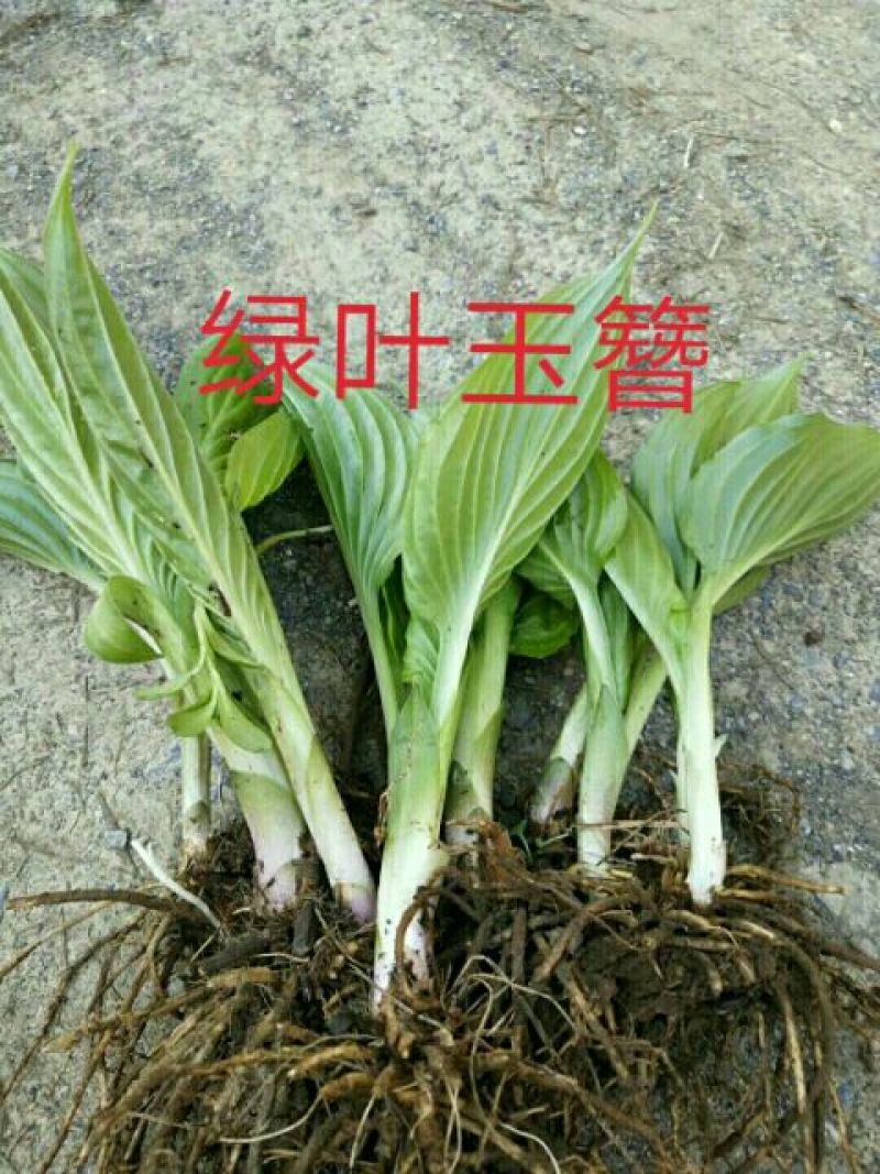 绿叶玉簪