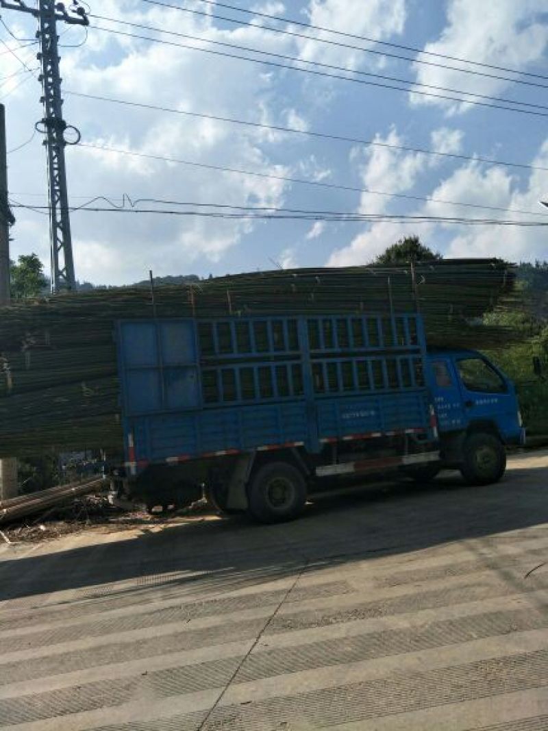 长期出售各种竹子大小都有
