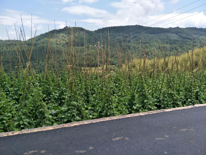 长期出售各种竹子大小都有