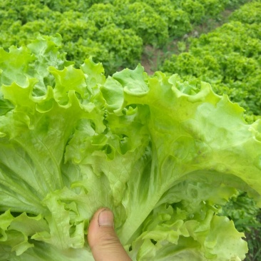 高山翠绿叶薄散叶生菜