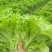 高山翠绿叶薄散叶生菜