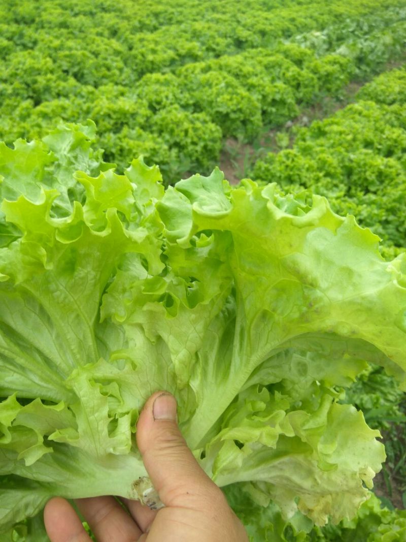 高山翠绿叶薄散叶生菜