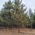 赤峰地区精品油松大树6--13米