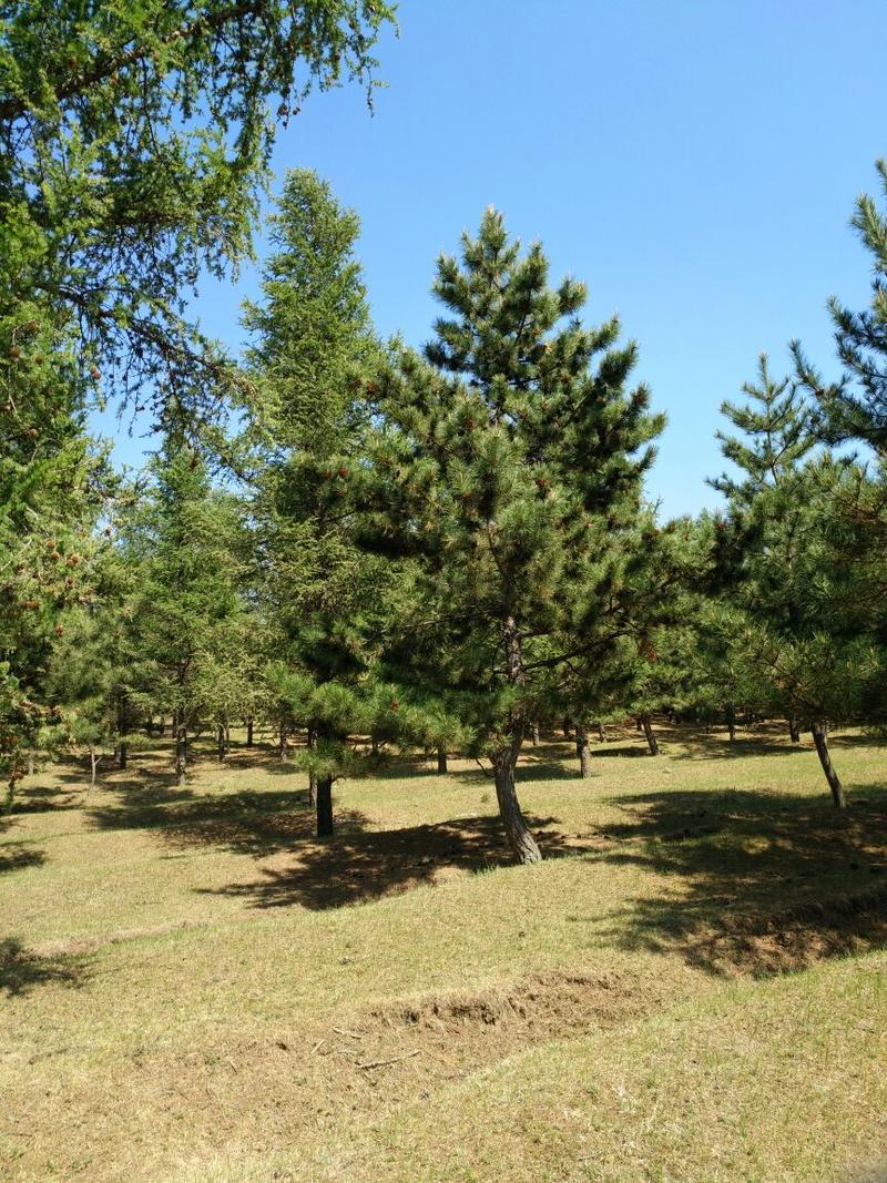 赤峰地区精品油松大树6--13米