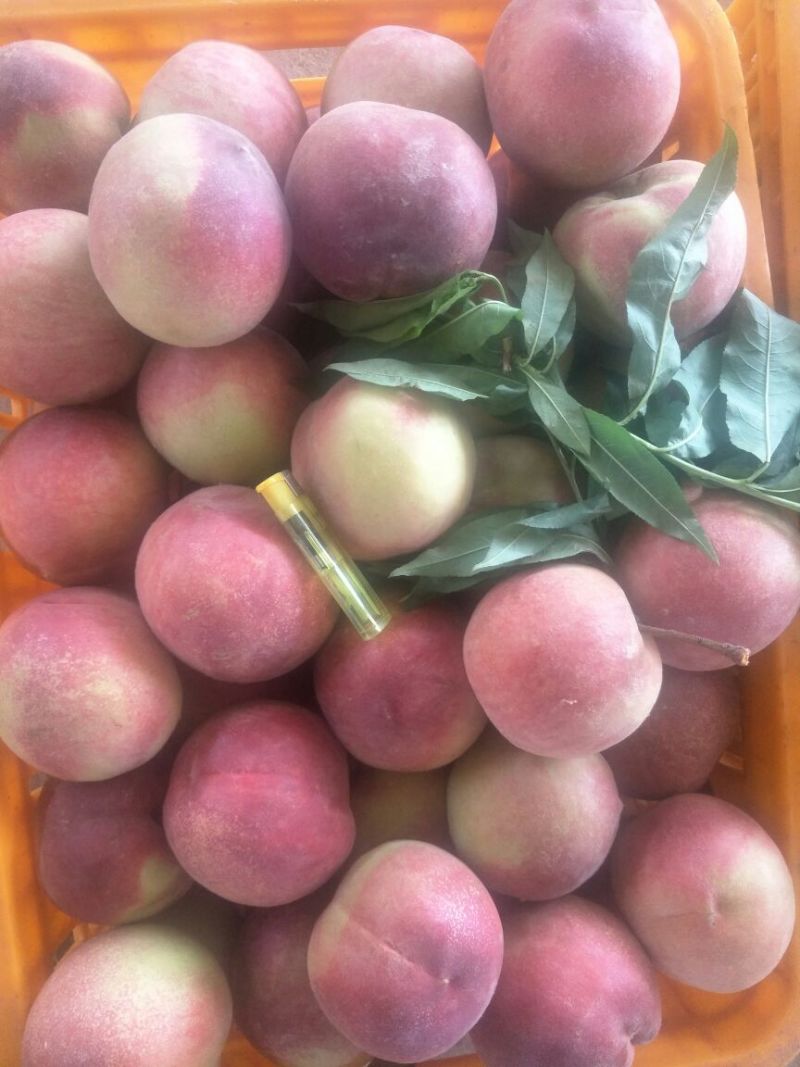 突围夏红特大桃子70起步口感脆甜现货供应量大欢迎您的订单