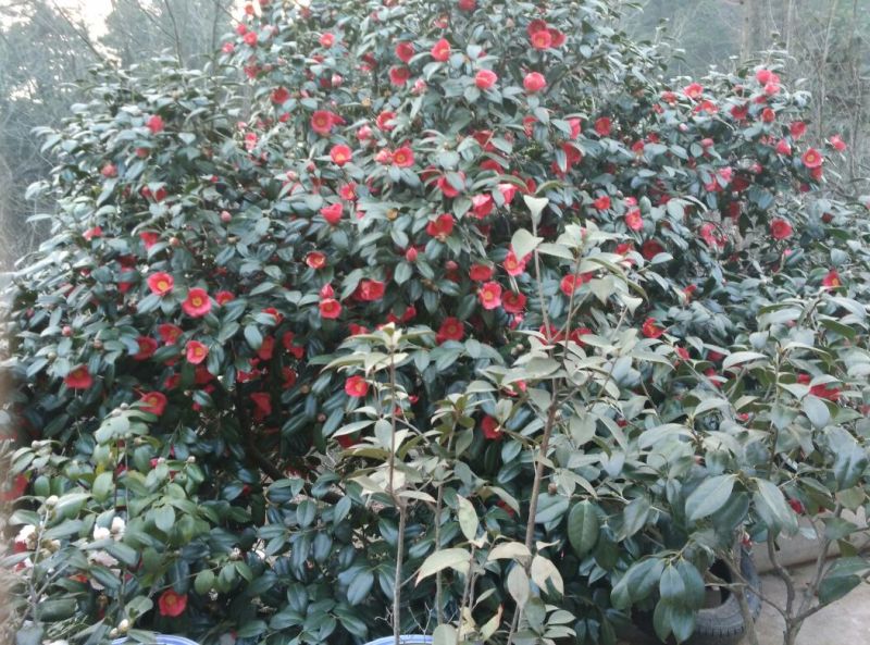 茶花树80~100cm
