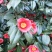 茶花树80~100cm