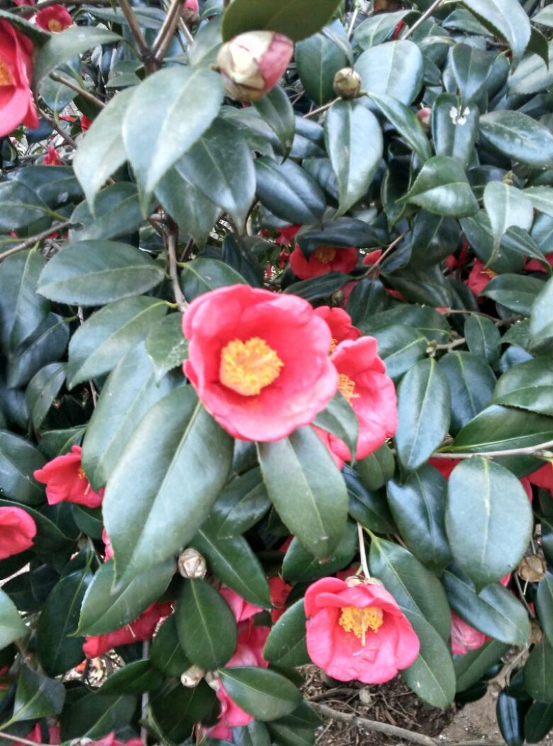 茶花树80~100cm