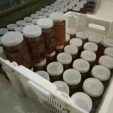 龙眼蜜土蜂蜜自养