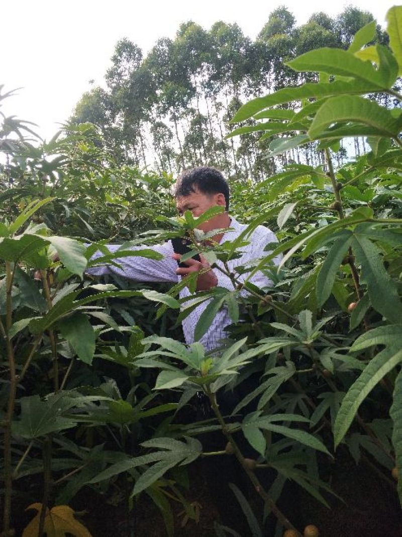 出售五指毛桃种子
