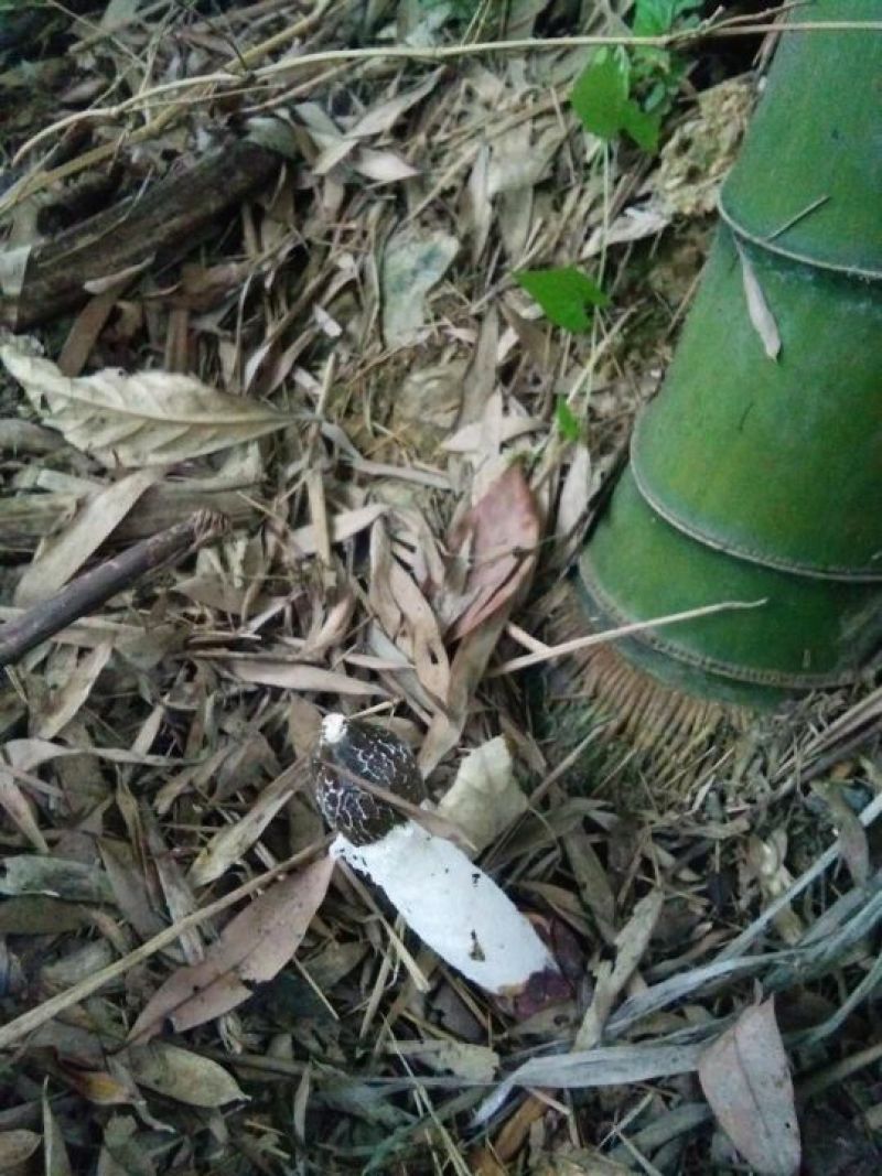 楠竹苗，毛竹苗，无纺布杯苗(库存50万)量大价优