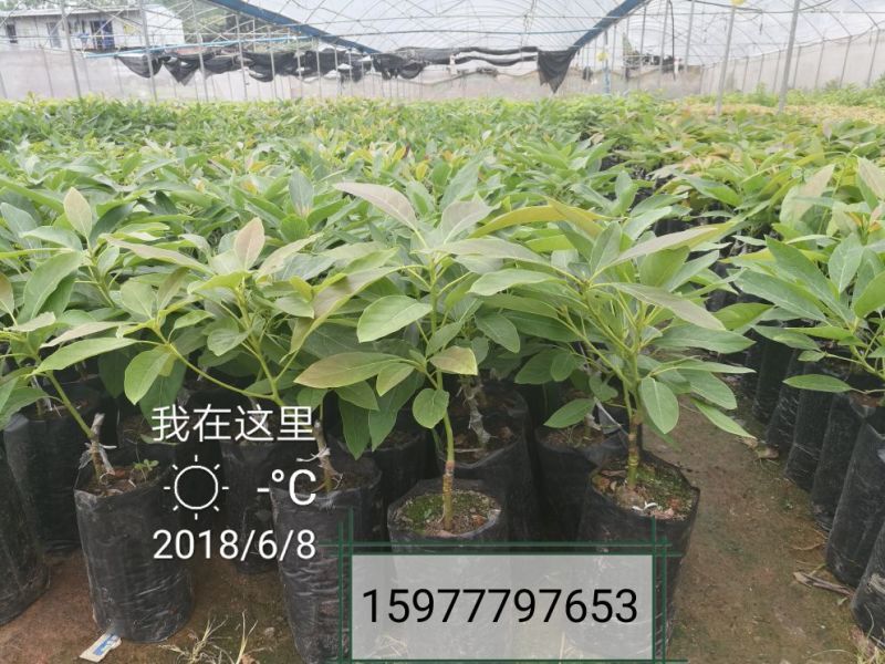 来源可正规，品种正宗的哈斯牛油果苗
