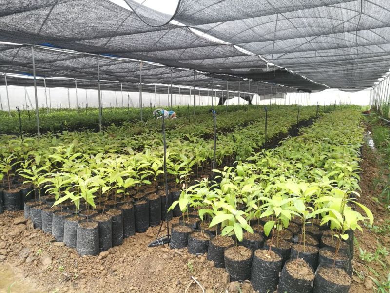 来源可正规，品种正宗的哈斯牛油果苗