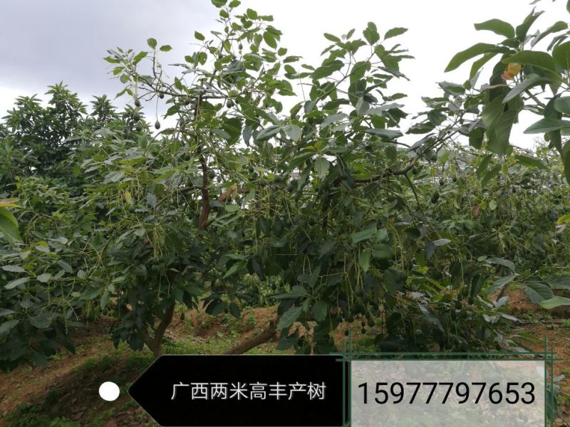 来源可正规，品种正宗的哈斯牛油果苗