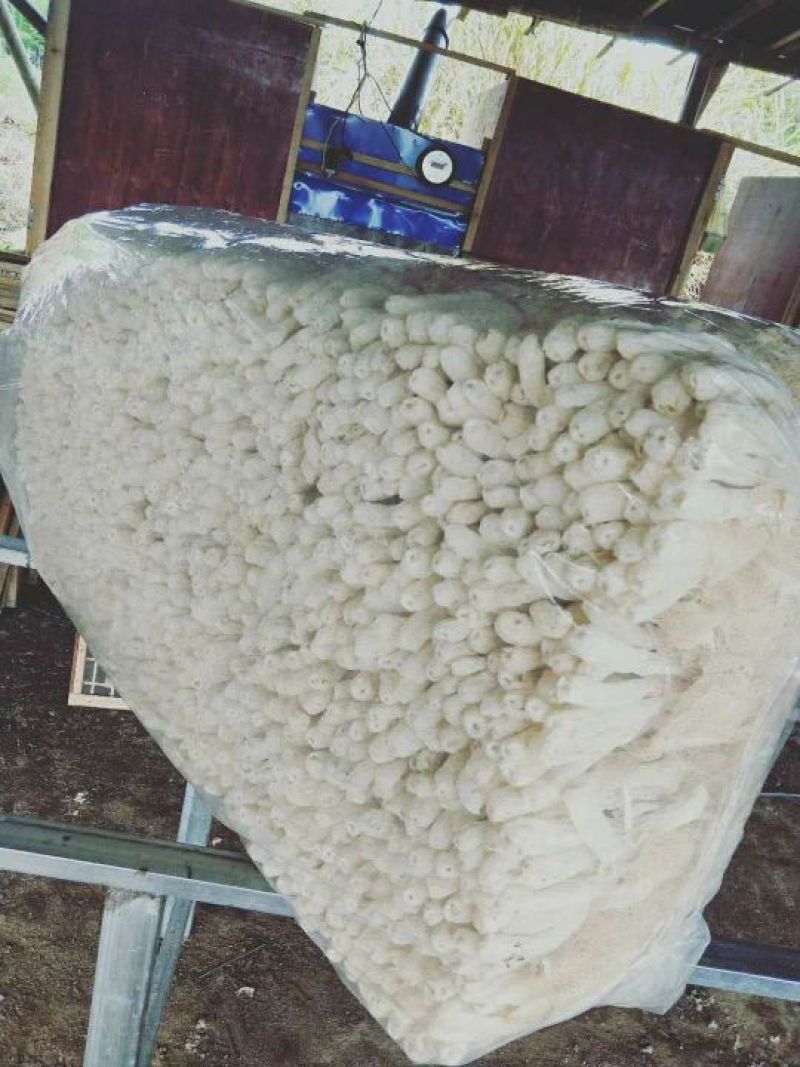 竹荪包邮竹荪长裙竹荪蛋全国发货包邮支持一件