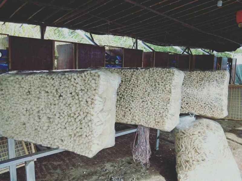 竹荪包邮竹荪长裙竹荪蛋全国发货包邮支持一件