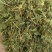 金银花统花