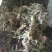 金银花统花