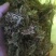 金银花统花