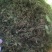 金银花统花