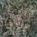 金银花统花