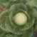 大量供应中甘21甘蓝