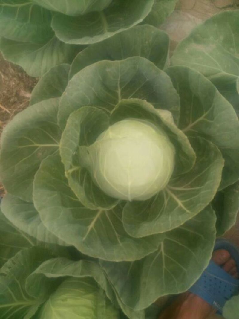 大量供应中甘21甘蓝