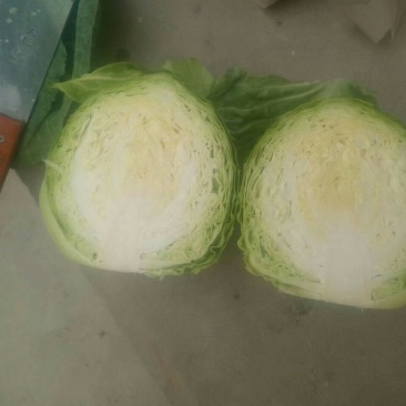 大量供应中甘21甘蓝