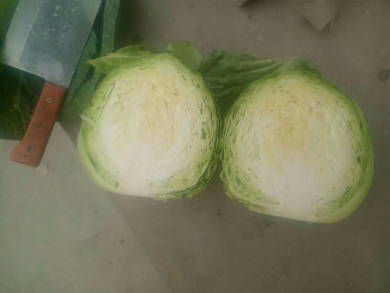 大量供应中甘21甘蓝