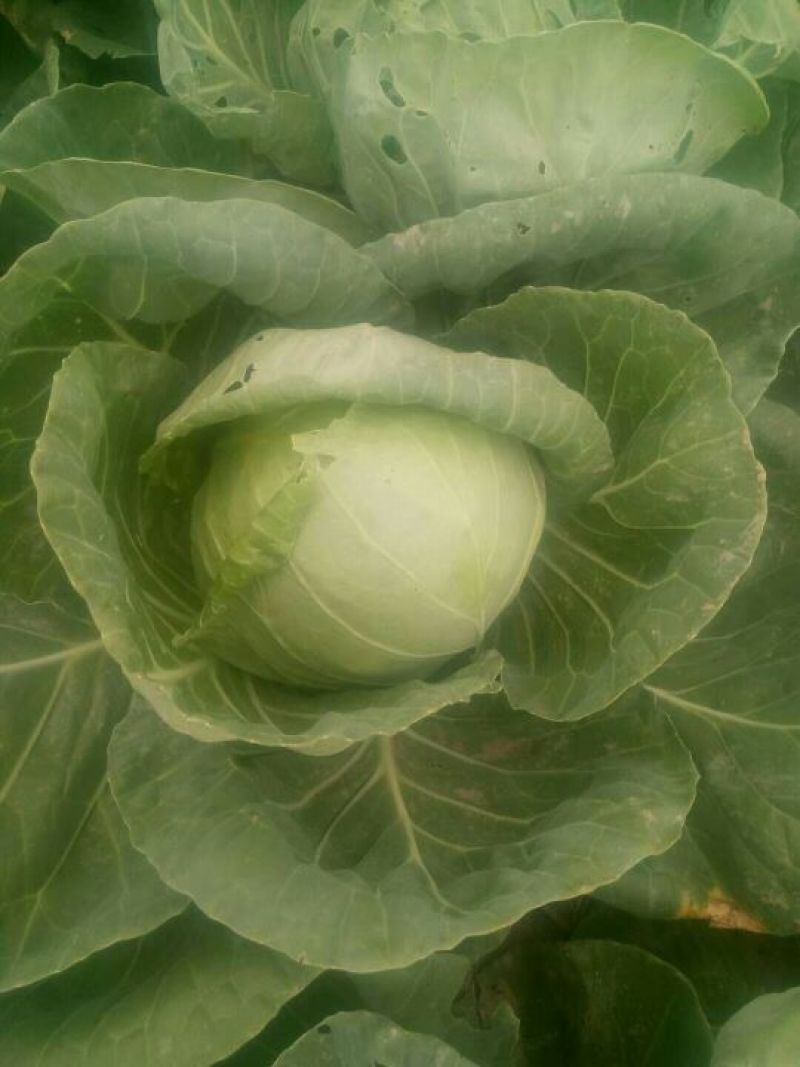 大量供应中甘21甘蓝