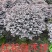 红花继木