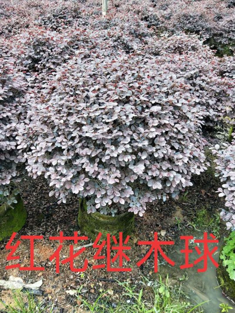 红花继木