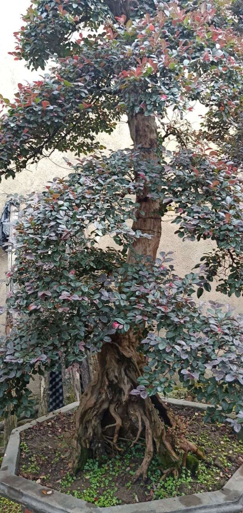 红花继木